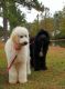 Goldendoodle Puppies for sale in Clarendon, NC 28463, USA. price: $1,300