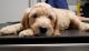 Goldendoodle Puppies for sale in Highland Lakes Rd, Highland Lakes, NJ 07422, USA. price: $500