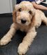 Goldendoodle Puppies for sale in Highland Lakes Rd, Highland Lakes, NJ 07422, USA. price: $500