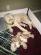 Goldendoodle Puppies for sale in Wolcottville, IN, USA. price: NA