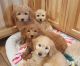Goldendoodle Puppies for sale in Wausau, WI, USA. price: NA