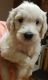 Goldendoodle Puppies for sale in Pittsburgh, PA, USA. price: $400