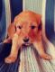Goldendoodle Puppies for sale in Kansas City, MO, USA. price: $1,500