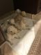 Goldendoodle Puppies for sale in Akron, OH 44319, USA. price: $1,000