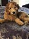 Goldendoodle Puppies for sale in Menifee, CA, USA. price: NA