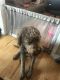 Goldendoodle Puppies for sale in Sparta, MI 49345, USA. price: $350