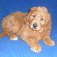 Goldendoodle Puppies for sale in Canton, OH, USA. price: $550