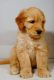 Goldendoodle Puppies for sale in Irvine, CA, USA. price: NA