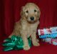 Goldendoodle Puppies for sale in Denver, CO 80233, USA. price: $1,100