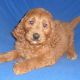 Goldendoodle Puppies for sale in Canton, OH, USA. price: $550