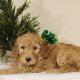 Goldendoodle Puppies for sale in Canton, OH, USA. price: $1,400