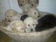 Goldendoodle Puppies for sale in Grant Township, MI, USA. price: NA