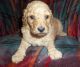 Goldendoodle Puppies for sale in Lincoln, AL, USA. price: $1,200