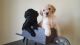 Goldendoodle Puppies for sale in Springfield, MO, USA. price: NA