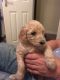 Goldendoodle Puppies for sale in Alaska St, Staten Island, NY 10310, USA. price: NA