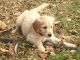 Goldendoodle Puppies for sale in Cross Hill, SC 29332, USA. price: NA