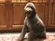 Goldendoodle Puppies for sale in Ooltewah, TN, USA. price: NA