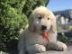 Goldendoodle Puppies for sale in Lakeland, FL, USA. price: $1,500