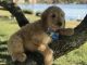 Goldendoodle Puppies for sale in Lakeland, FL, USA. price: $1,500