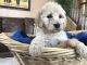 Goldendoodle Puppies for sale in Elgin, IL, USA. price: NA