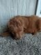 Goldendoodle Puppies for sale in Sarasota, FL, USA. price: $1,300