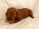 Goldendoodle Puppies for sale in Scottsboro, AL 35768, USA. price: NA