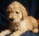 Goldendoodle Puppies for sale in Charter Twp of Clinton, MI, USA. price: $500