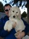 Goldendoodle Puppies for sale in Hermiston, OR, USA. price: $975