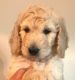 Goldendoodle Puppies for sale in Broadview Heights, OH 44147, USA. price: NA