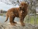 Goldendoodle Puppies for sale in Lakeland, FL, USA. price: $1,750