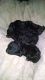 Goldendoodle Puppies for sale in Greenwood Hwy, Saluda, SC 29138, USA. price: NA