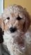 Goldendoodle Puppies for sale in Brockport, NY 14420, USA. price: $1,200