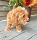 Goldendoodle Puppies for sale in KY-146, Louisville, KY, USA. price: NA