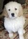Goldendoodle Puppies for sale in Cranston, RI, USA. price: NA