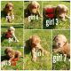 Goldendoodle Puppies for sale in Warrenton, OR, USA. price: NA