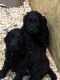 Goldendoodle Puppies for sale in Lebanon, OH 45036, USA. price: NA