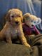 Goldendoodle Puppies for sale in Midland, MI, USA. price: $1,500