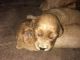 Goldendoodle Puppies for sale in Smithfield, KY 40068, USA. price: NA