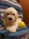 Goldendoodle Puppies for sale in Granger, WA 98932, USA. price: $800