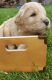 Goldendoodle Puppies for sale in Rocky Mount, VA 24151, USA. price: NA
