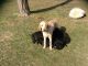 Goldendoodle Puppies for sale in Aurora, OH 44202, USA. price: NA