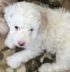 Goldendoodle Puppies for sale in Tyner, IN, USA. price: NA