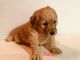 Goldendoodle Puppies for sale in Edgewater, FL, USA. price: $1,000