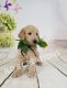 Goldendoodle Puppies for sale in Cape Coral, FL, USA. price: NA