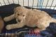 Goldendoodle Puppies for sale in Edgewater, FL, USA. price: $1,000