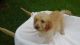 Goldendoodle Puppies for sale in Laurel, MS, USA. price: NA
