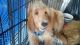 Goldendoodle Puppies for sale in Laurel, MS, USA. price: NA