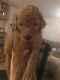 Goldendoodle Puppies for sale in Akron, OH 44319, USA. price: $1,100