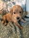Goldendoodle Puppies for sale in Andover, KS, USA. price: NA