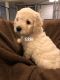 Goldendoodle Puppies for sale in Minneapolis, MN, USA. price: $1,000